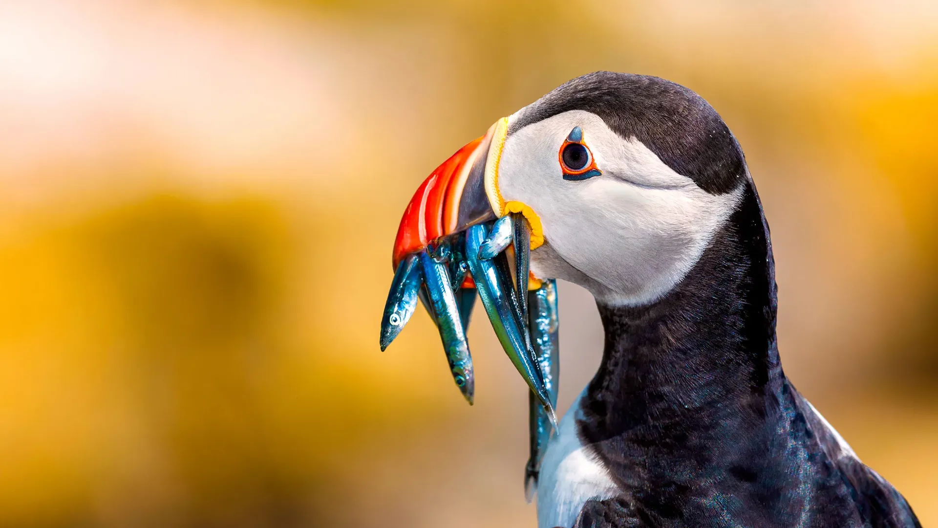 RSPB Membership