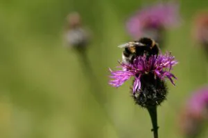Plantlife Volunteer With Us Species
