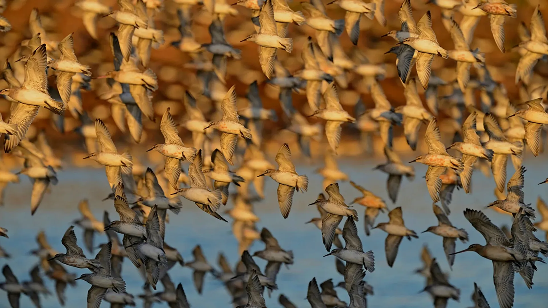 RSPB Hero