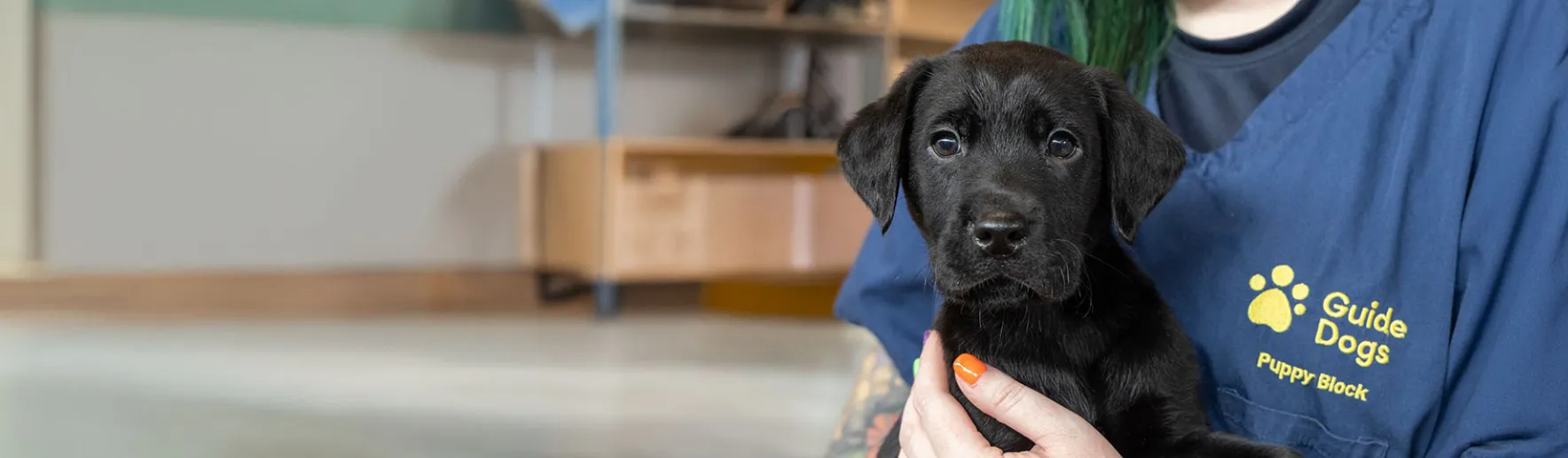 Guide Dogs Hero